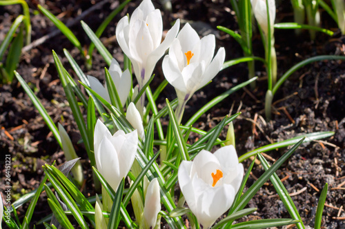 Snow-white snowdropor galantus pleases with its flowering after a long winter photo