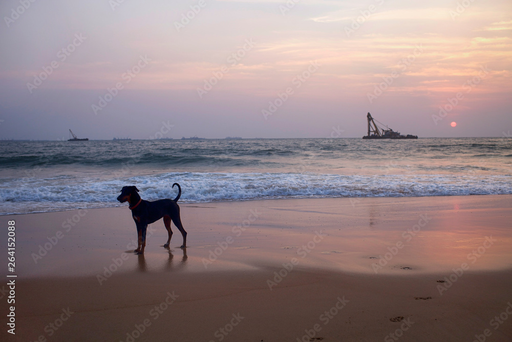 Beautiful sunset on the Indian Ocean coast, dog silhouette on the beach in the evening light Beautiful sunset on the Indian Ocean coast, dog silhouette on the beach in the evening light