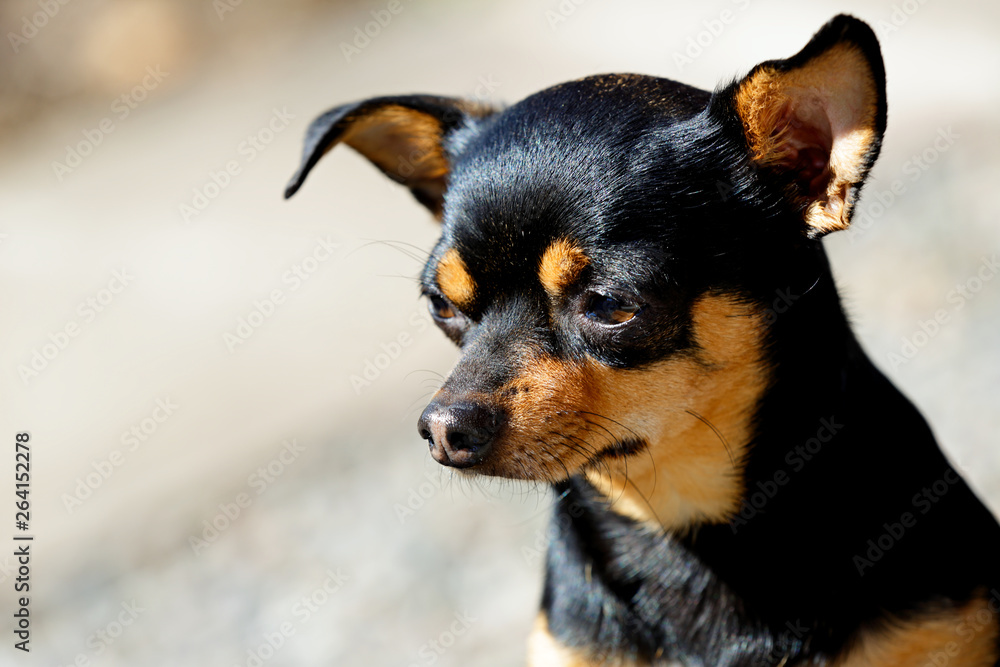 A sunny portrait of a chihuahua mexico dog in spring