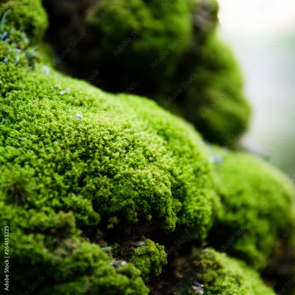 Obraz premium Bright green moss on a tree trunk close up