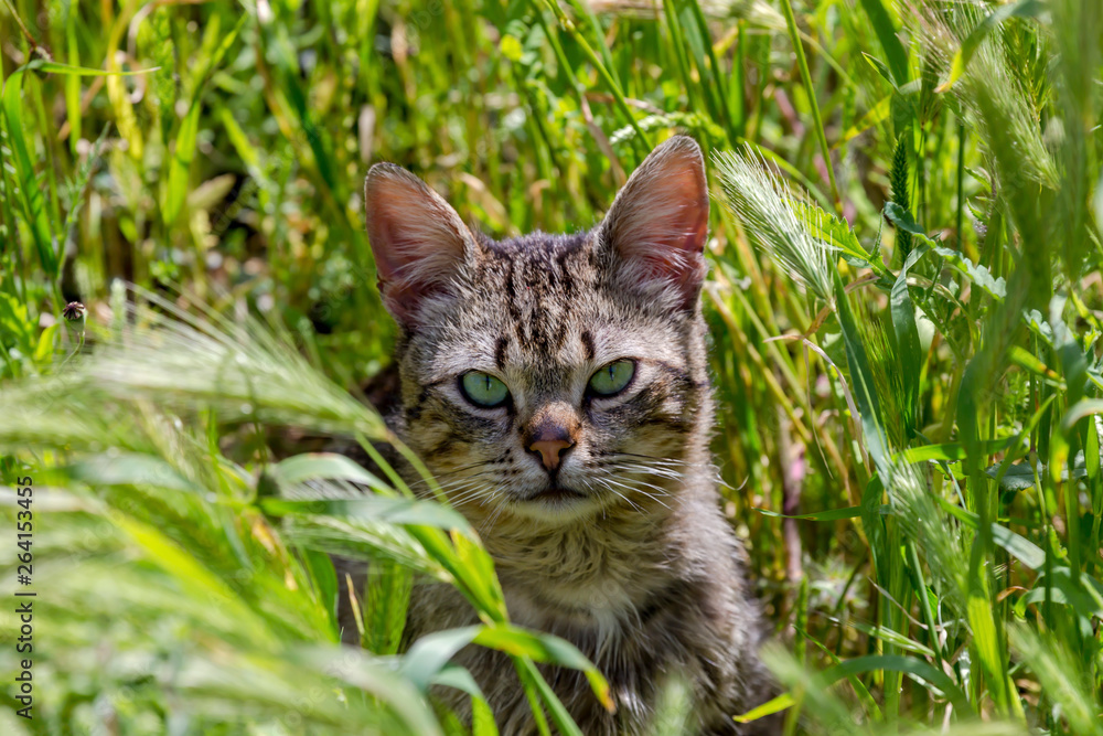 Portrait of a cat with green eyes close-up Portrait of a cat with green eyes close-up