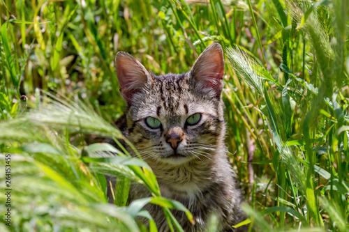 Wallpaper Mural Portrait of a cat with green eyes close-up Torontodigital.ca