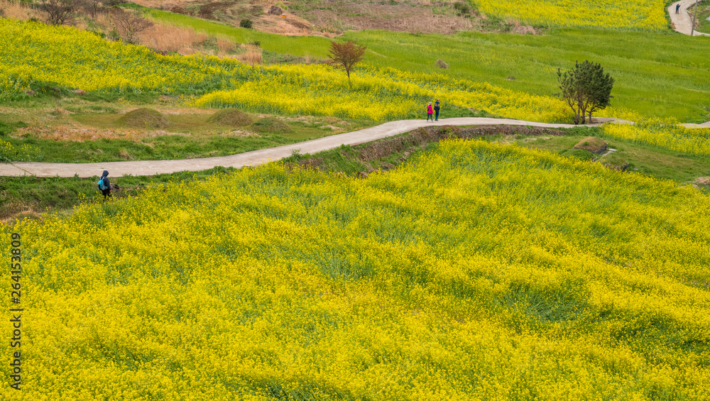 Fototapeta premium 슬로시티 청산도 유채꽃