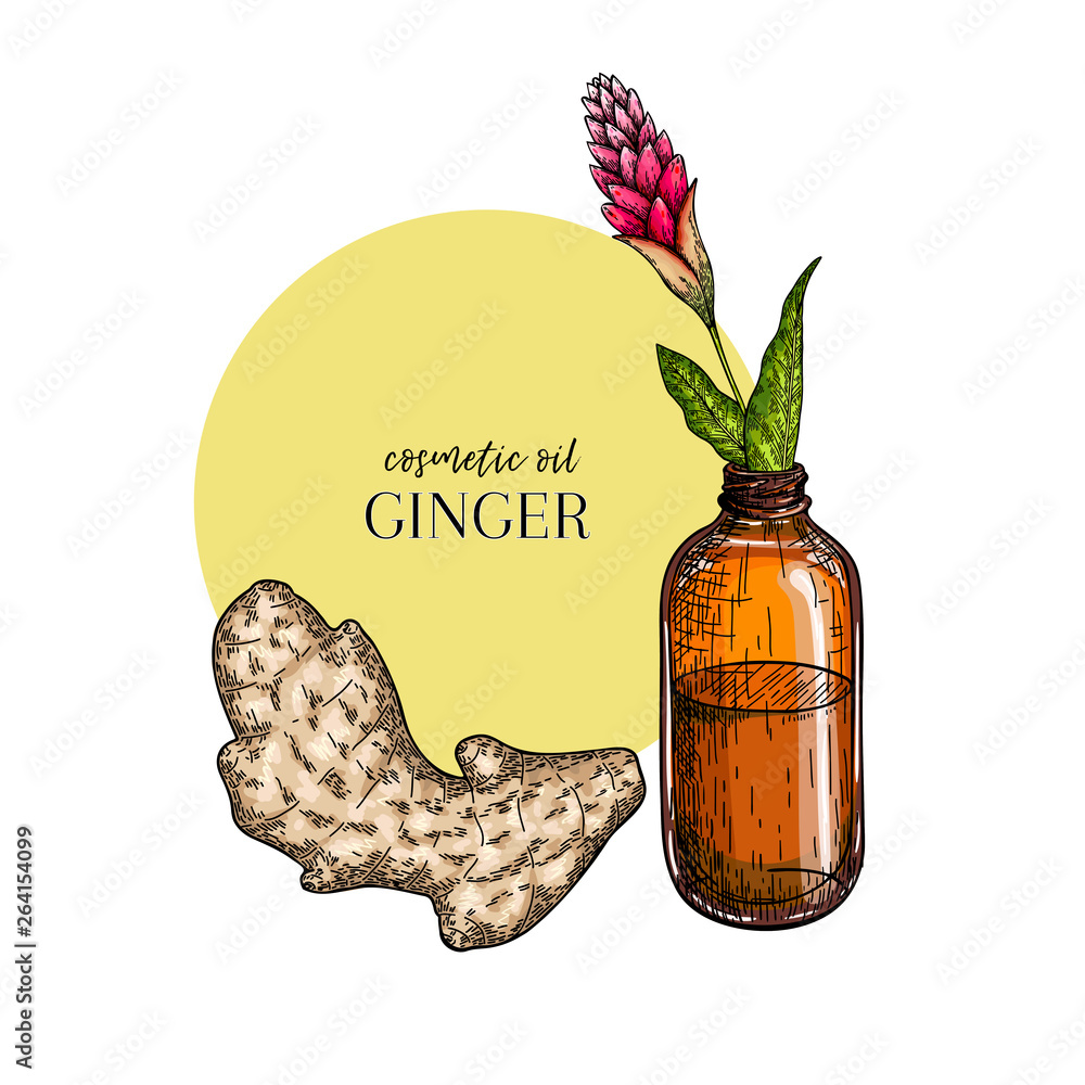 Hand drawn set of essential oils. Vector colored ginger branch. Medicinal  spicy herb with glass bottle. Engraved art. Food condiment. Cosmetics,  medicine, cooking, package design, food ingredient. Stock Vector | Adobe  Stock