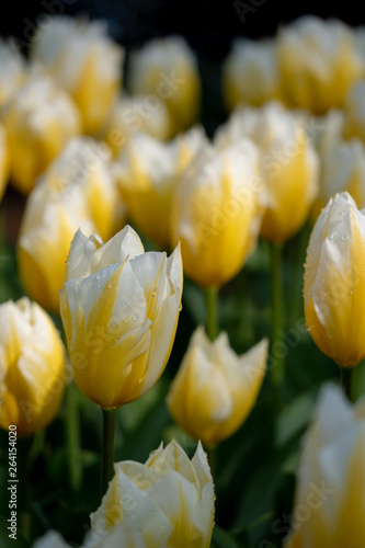 Bright yellow tulips at Keukenhof Gardens, Lisse, South Holland, Netherlands. Keukenhof is known as the Garden of Europe.