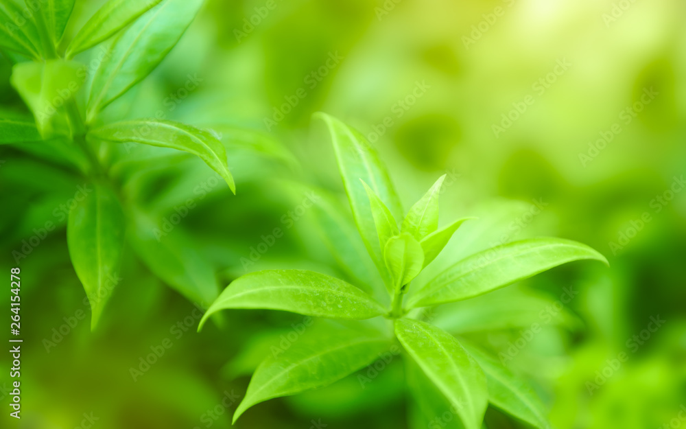 Soft and blur natural green leaf on blurred greenery background with copy space Soft and blur natural green leaf on blurred greenery background with copy space