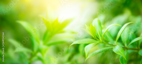Soft and blur natural green leaf on blurred greenery background with copy space