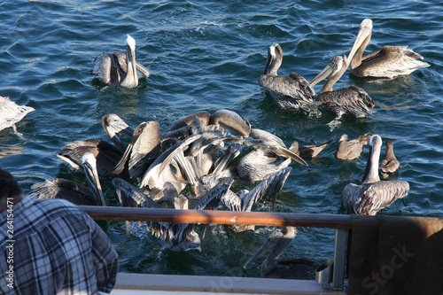 Pelicans lurk on fish on the ship photo