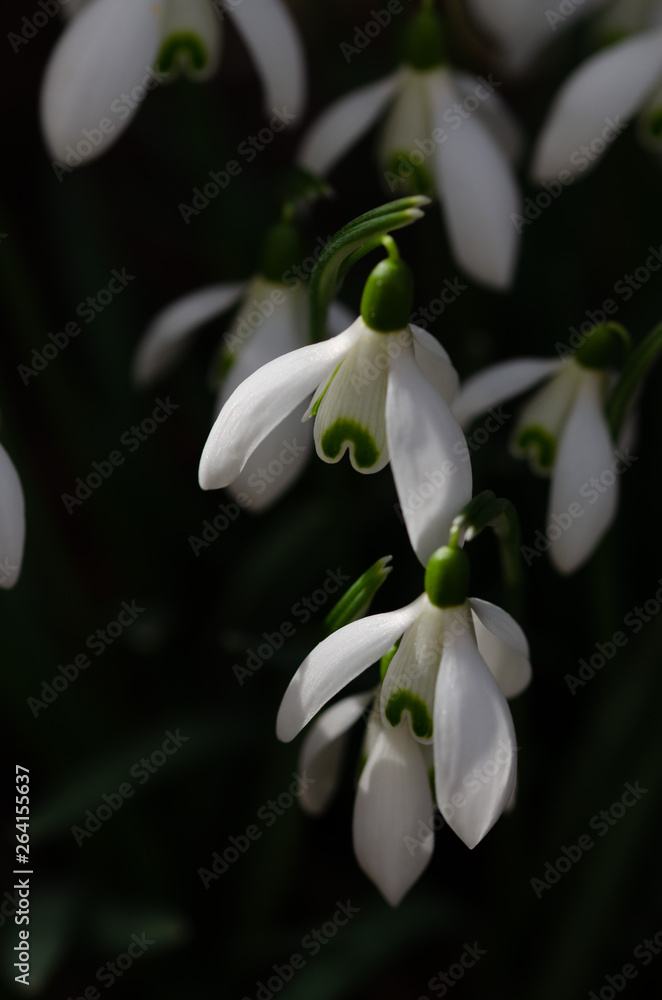 Obraz premium Schneeglöckchen, Galanthus
