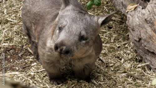 Southern Hairy Nosed Wombat looks inquisitively at the camera at a wildlife sanctuary in Australia. photo