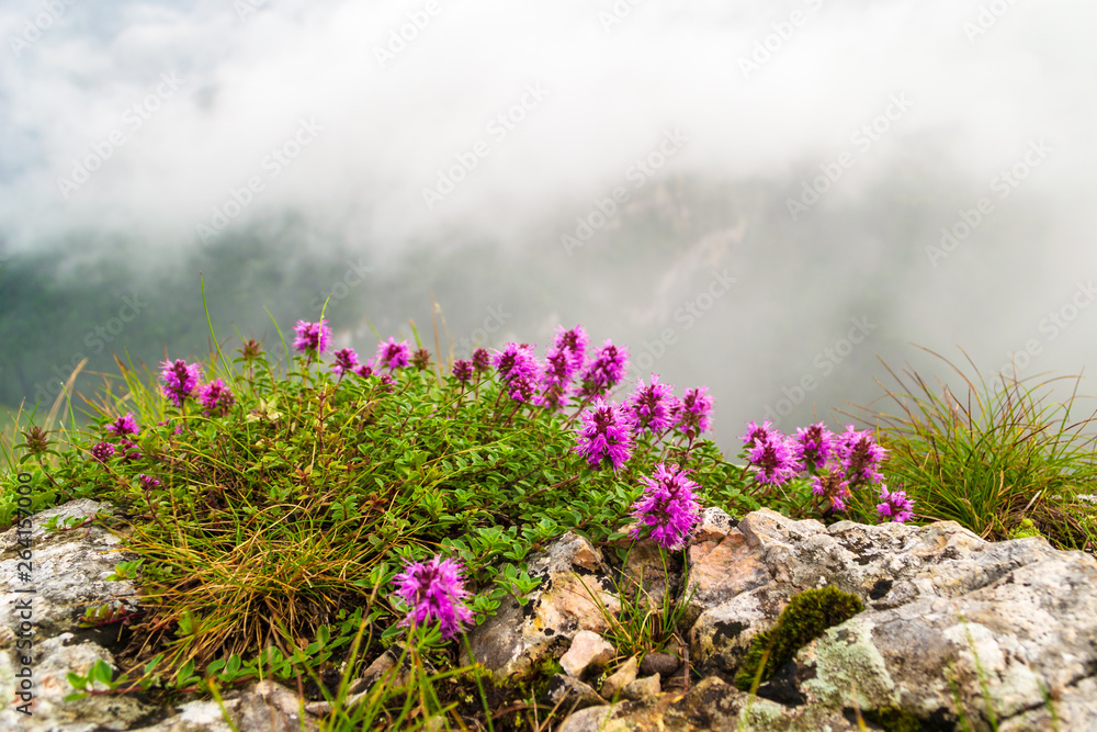 Obraz premium Rhododendron myrtifolium bush growing between rocks, at the end of