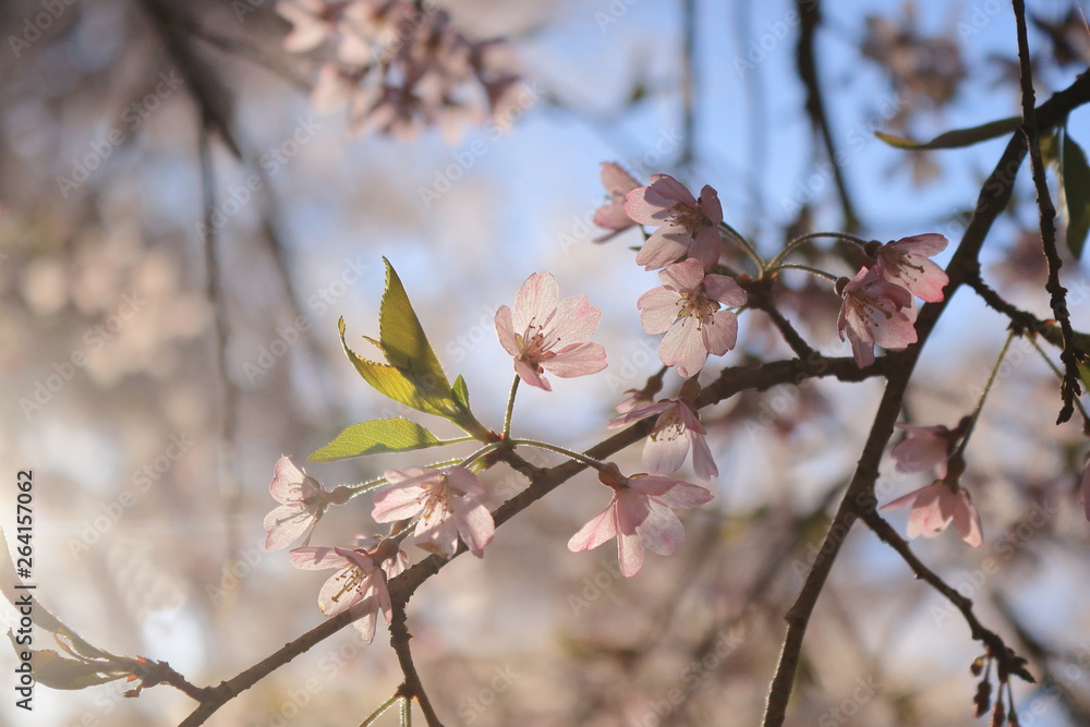 枝垂れ桜の花のクローズアップ