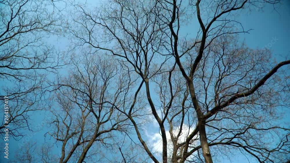 Empty tree branches against the sky in spring. Beautiful branches resemble veins . dry tree. Trees without leaves Empty tree branches against the sky in spring. Beautiful branches resemble veins . dry tree. Trees without leaves