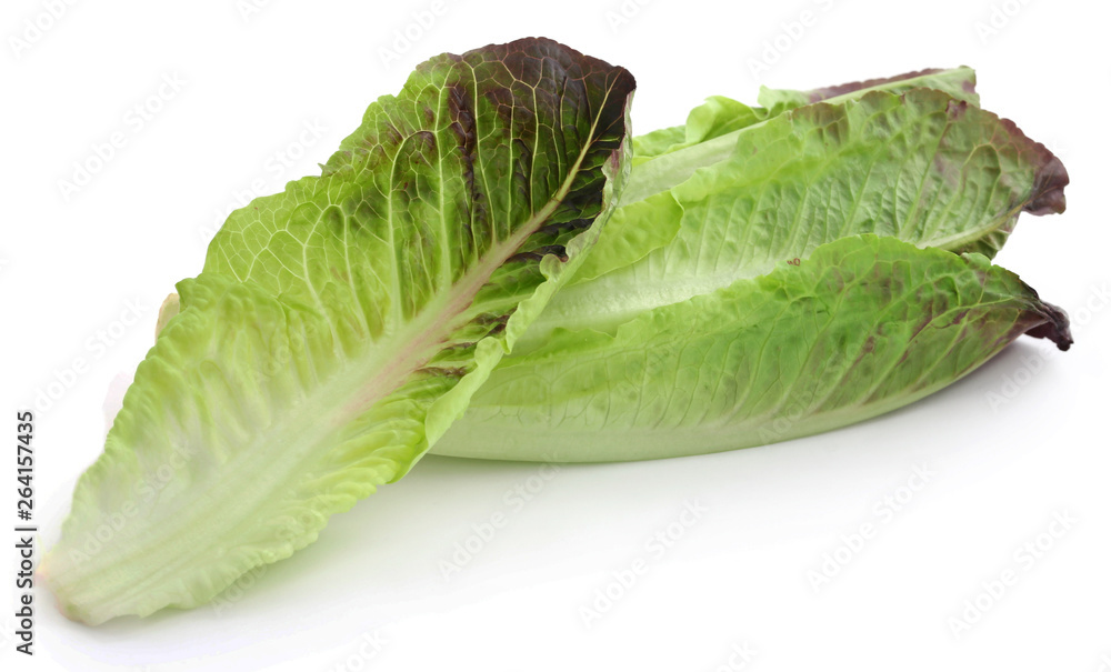 Fresh Romaine lettuce Fresh Romaine lettuce