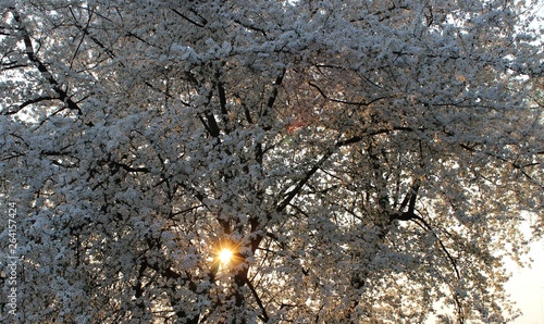 Blooming Cherry Orchard