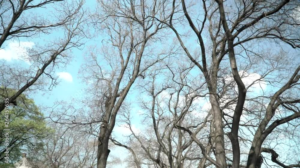 Empty tree branches against the sky in spring. Beautiful branches resemble veins . dry tree. Trees without leaves Empty tree branches against the sky in spring. Beautiful branches resemble veins . dry tree. Trees without leaves