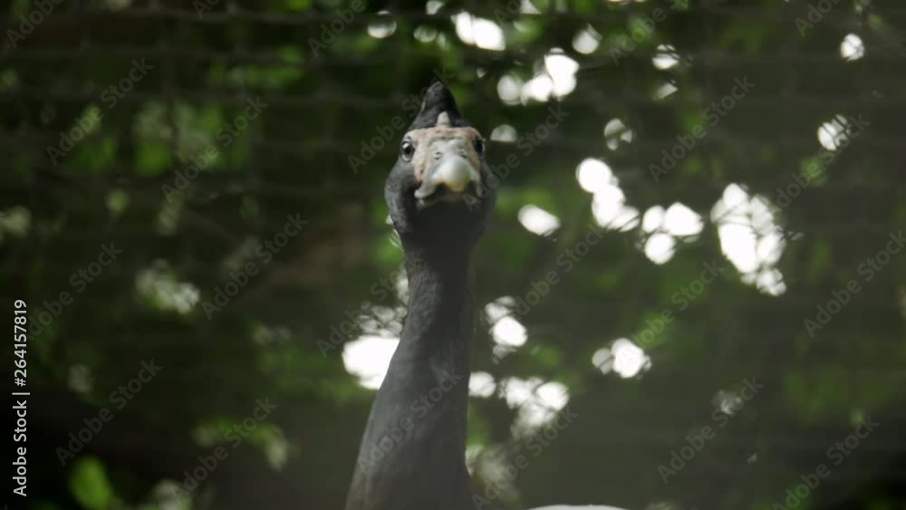 Magpie goose held captive at a refuge centre in Australia. CLOSE UP SHOT. Magpie goose held captive at a refuge centre in Australia. CLOSE UP SHOT.