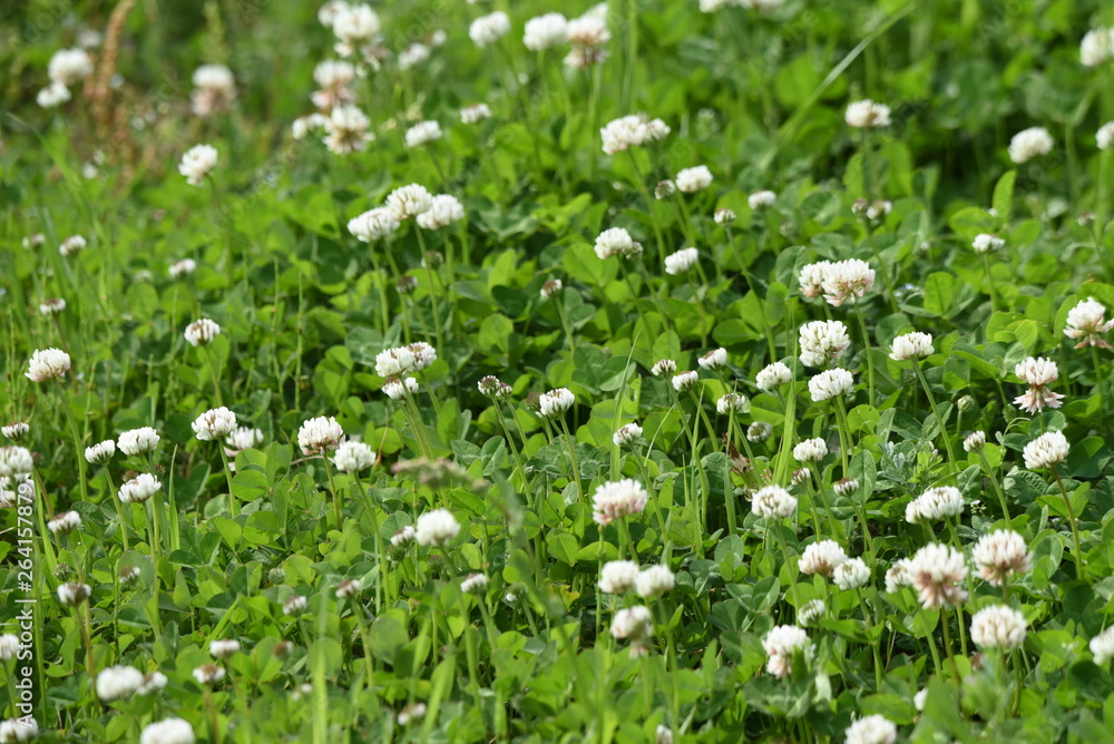 White clover (Trifolium repens) White clover (Trifolium repens)