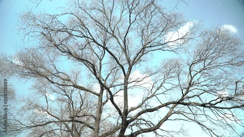 Empty tree branches against the sky in spring. Beautiful branches resemble veins . dry tree. Trees without leaves Empty tree branches against the sky in spring. Beautiful branches resemble veins . dry tree. Trees without leaves