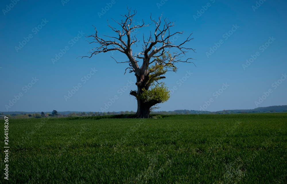 Obraz premium Single tree and field Worcestershire