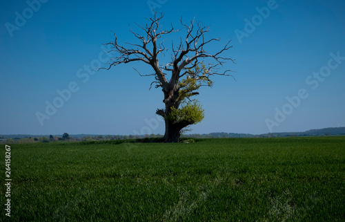 Single tree and field Worcestershire