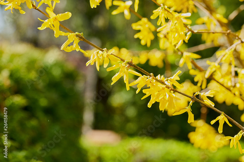Forsythien - gelbe Frühlingsblüten unscharfer grüner Hintergrund 