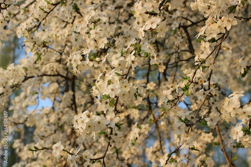 Blooming Cherry Orchard