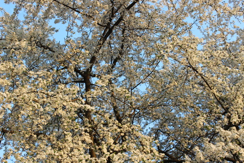 Wallpaper Mural Blooming Cherry Orchard Torontodigital.ca