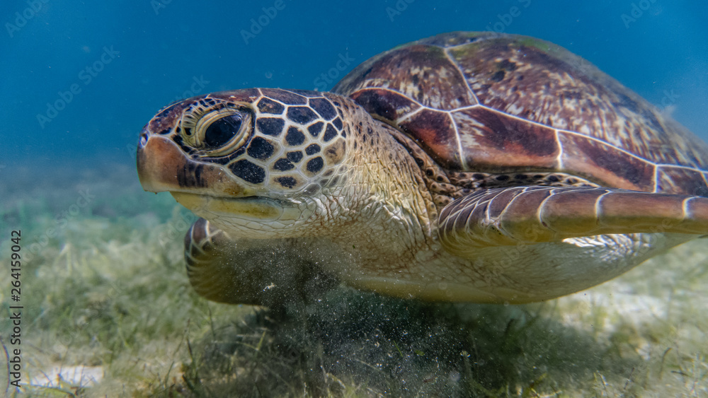 Fototapeta premium Close encounter with a green sea turtle feeding on sea grass in a shallow and sandy reef.