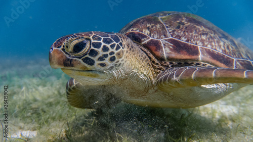 Fototapeta Naklejka Na Ścianę i Meble -  Close encounter with a green sea turtle feeding on sea grass in a shallow and sandy reef.