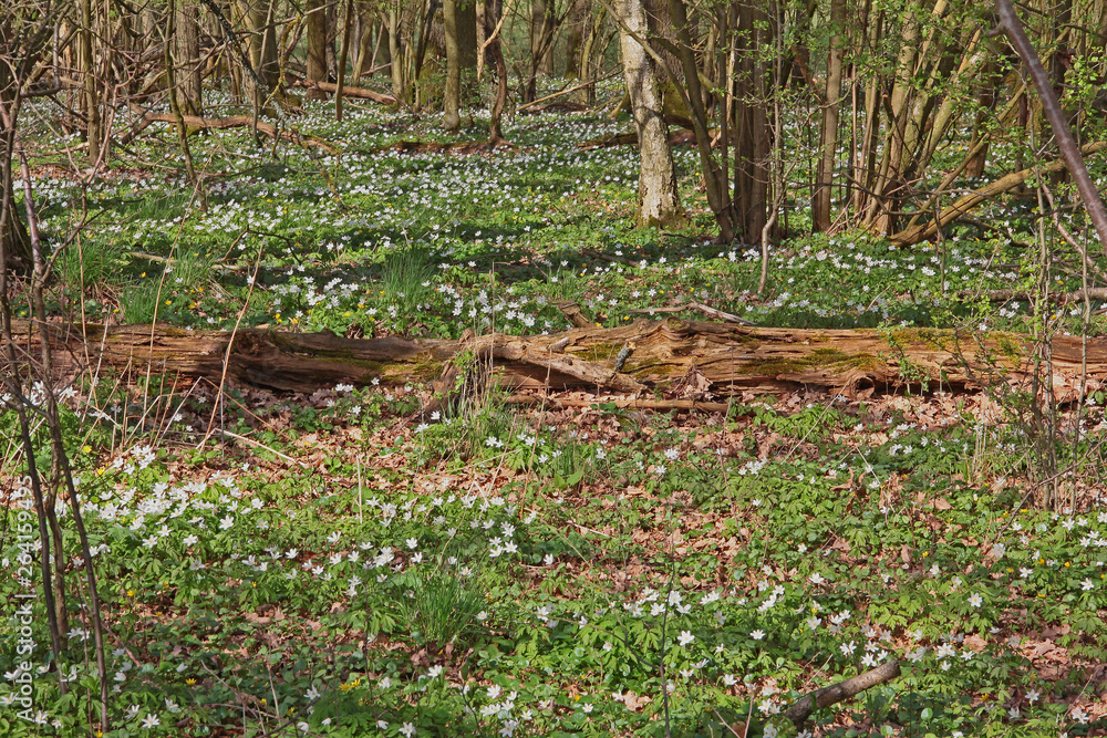 Fototapeta premium Buschwindröschen im Wald