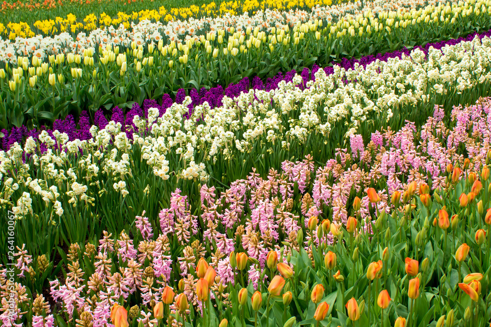 Spring bright flower beds in the botanical park Keukenhof, the Netherlands