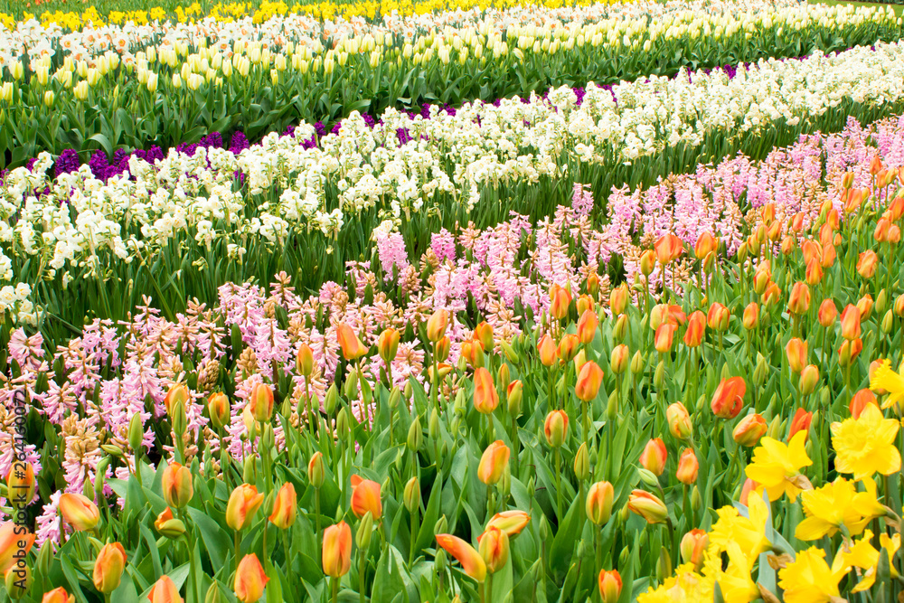Spring bright flower beds in the botanical park Keukenhof, the Netherlands Spring bright flower beds in the botanical park Keukenhof, the Netherlands