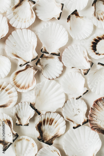 Sea shells pattern on white background. Flat lay, top view minimal texture.
