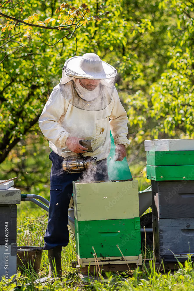 Beekeeper at Work. Bee keeper lifting shelf out of hive. The beekeeper saves the bees. Beekeeper at Work. Bee keeper lifting shelf out of hive. The beekeeper saves the bees.