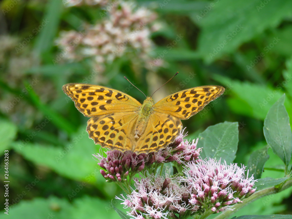 Obraz premium Schmetterling