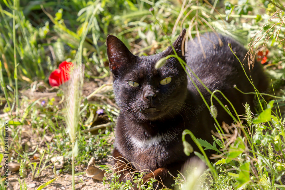 Portrait of a cat with green eyes close-up