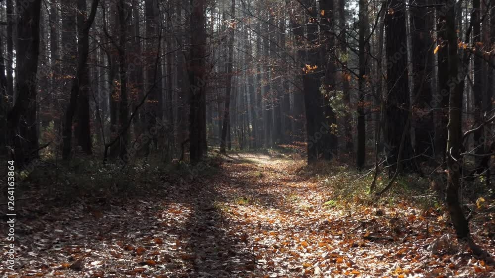 Slow long zoom on forest path in autumn Slow long zoom on forest path in autumn