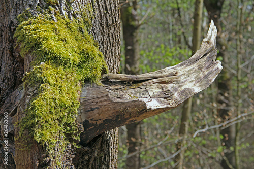 Asthorn am Baum photo