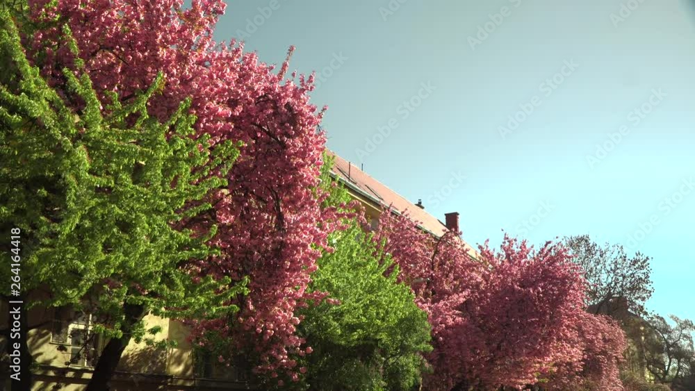 Cherry blossoms. Sakura trees on the background of buildings . Beautiful cherry blossom branch. Pink cherry alley. Uzhgorod. Japanese cherry.
