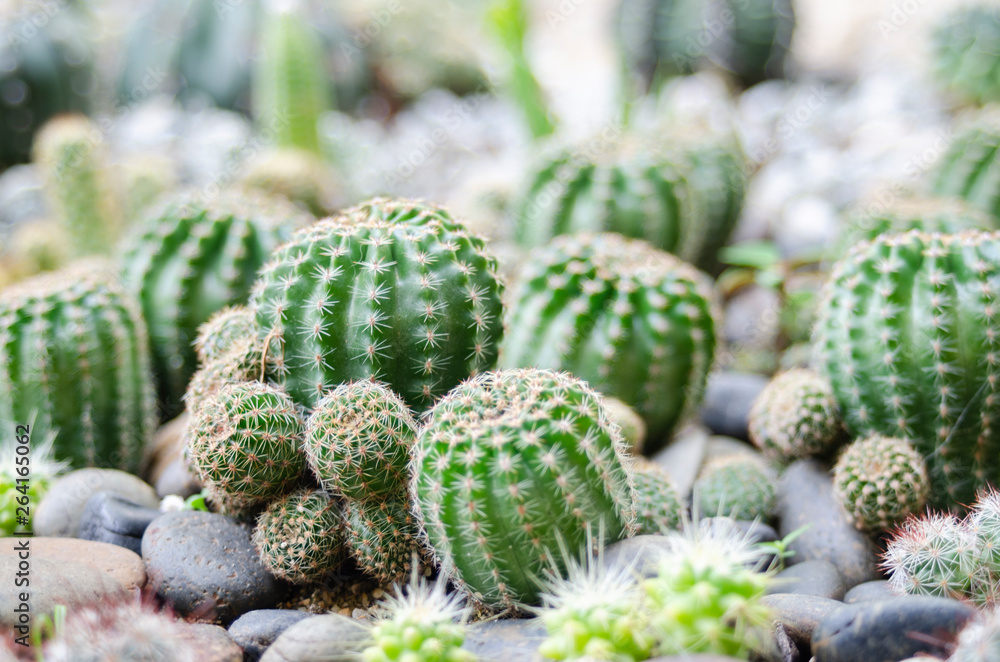 cactus and flower on garden growup many spicy cactus and flower on garden growup many spicy