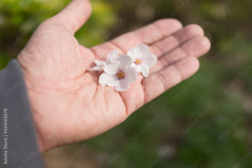 Sakura or cherry blossom flower in man hand Sakura or cherry blossom flower in man hand