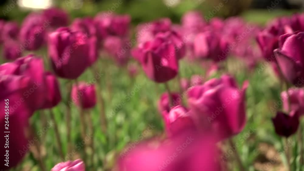 Tulips Flowers hit by wind, tulips with beautiful background. Tulip bed. colorful tulips in spring with blurred background. Pink tulips. Tulips Flowers hit by wind, tulips with beautiful background. Tulip bed. colorful tulips in spring with blurred background. Pink tulips.