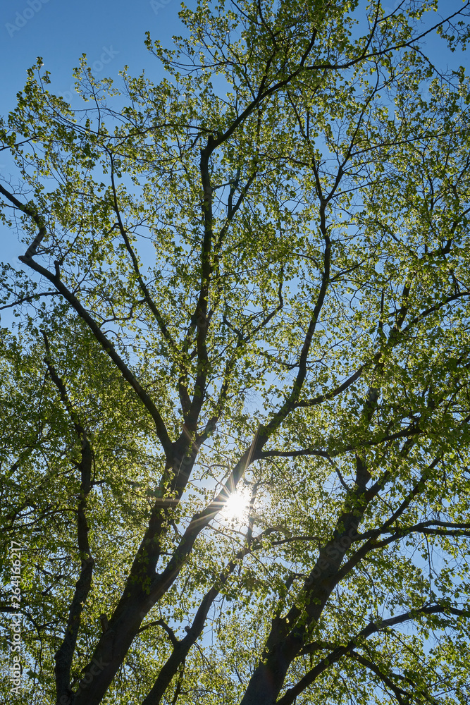 Frühlingsgrün, Sonnenstrählen und blauer Himmel Frühlingsgrün, Sonnenstrählen und blauer Himmel
