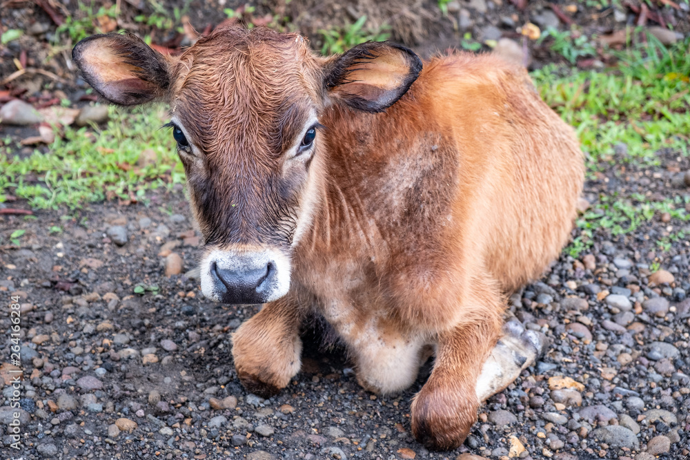 Fototapeta premium Little cow lying down