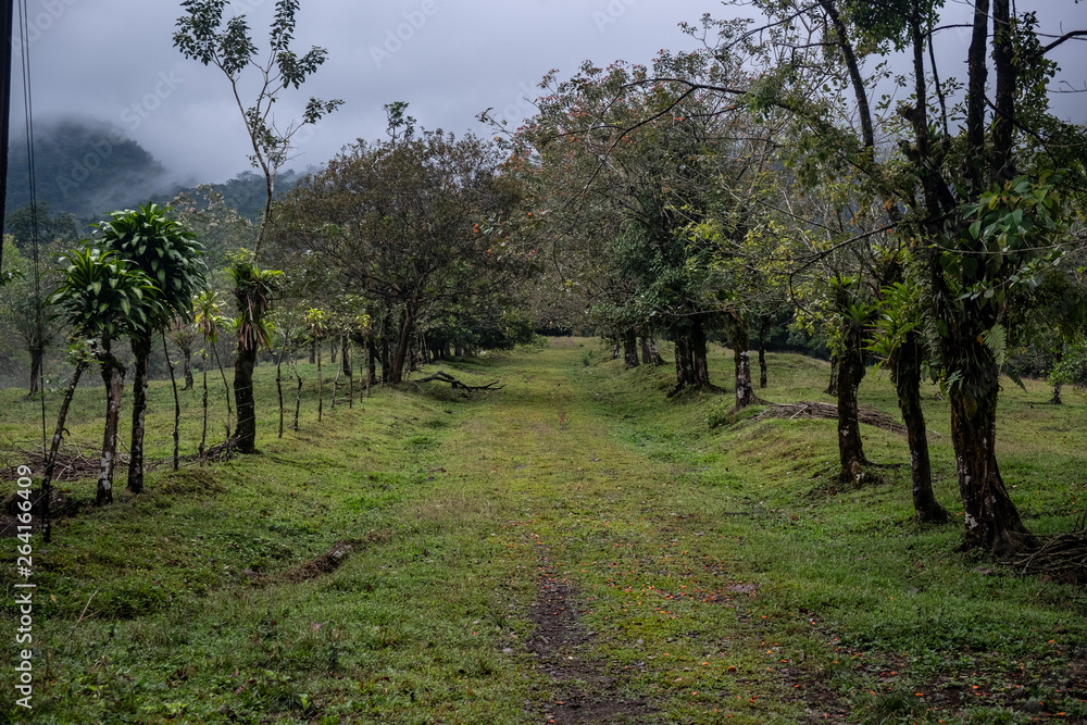 Road through the middle of the vegetation in the rain forest Road through the middle of the vegetation in the rain forest