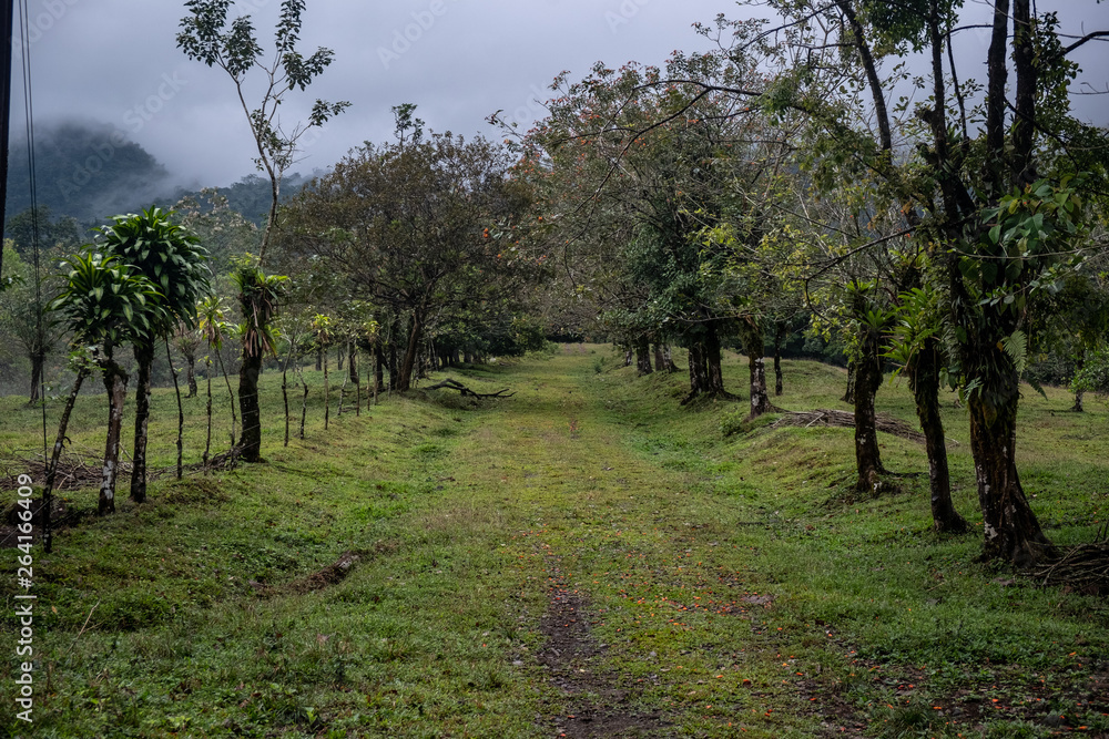 Road through the middle of the vegetation in the rain forest 