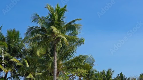 Wallpaper Mural locked medium wide shot of green palm tree tops in the wind agains clear blue sunny day sky, perfect tropical holiday wallpaper copy space shot, for introduction title or teaser Torontodigital.ca