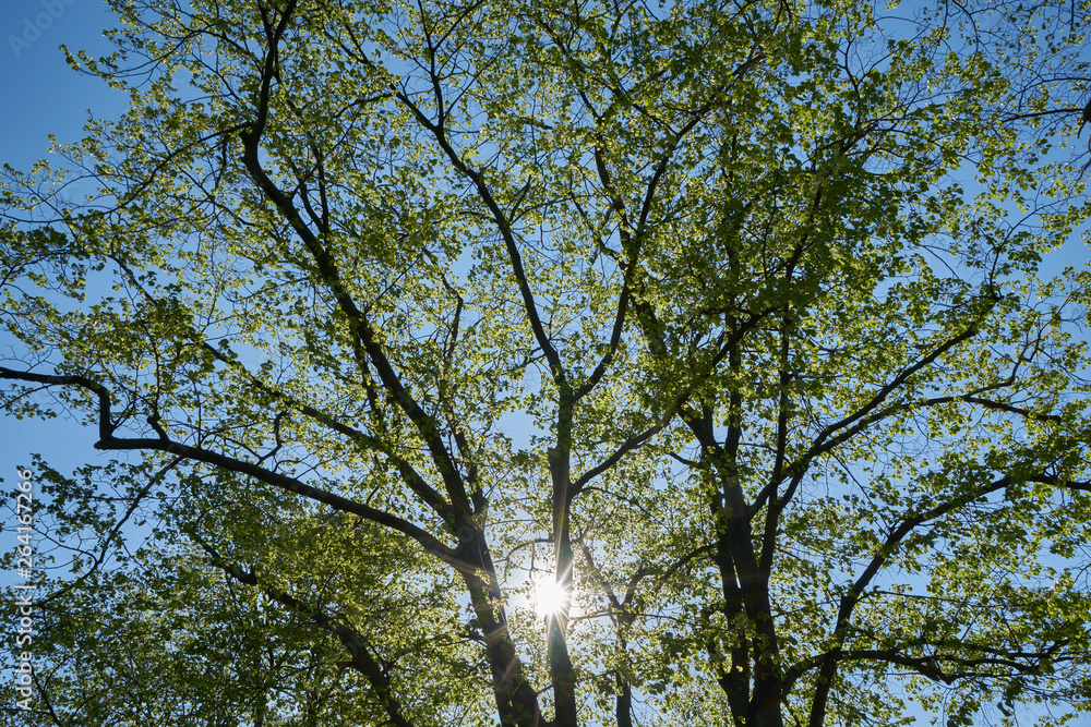 Frühlingsgrün, Sonnenstrahlen und blauer Himmel Frühlingsgrün, Sonnenstrahlen und blauer Himmel