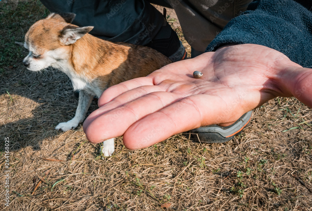 The tick with blood moves on the man hand close up, swollen